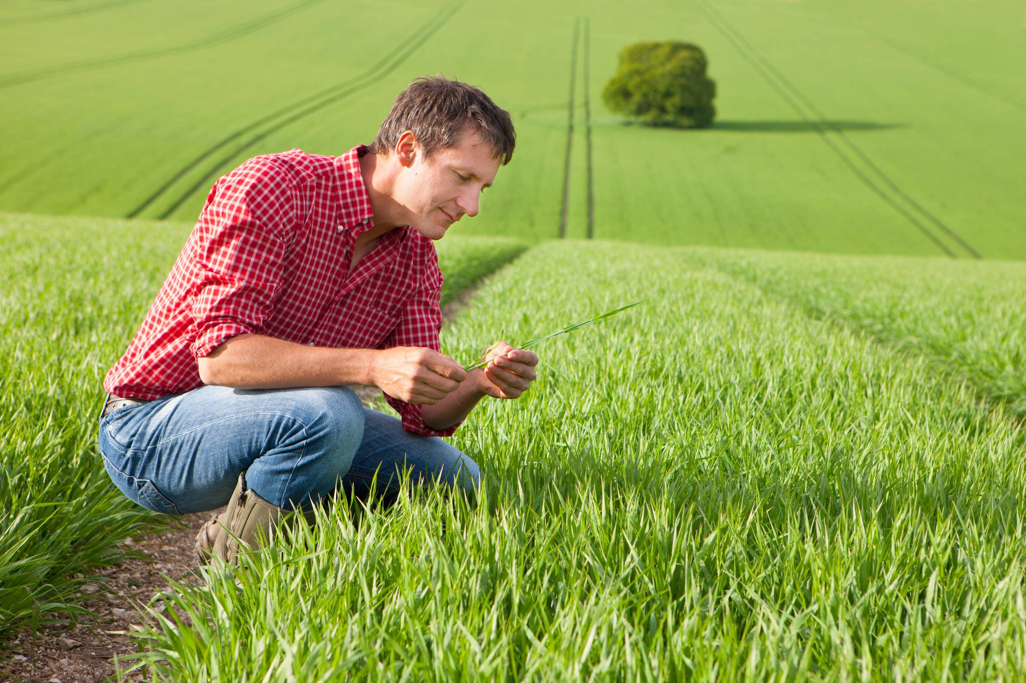 Nuove e vecchie professioni nel campo dell’agricoltura sostenibile