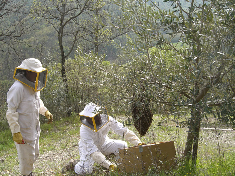 Apicoltura: la professione più sana al mondo